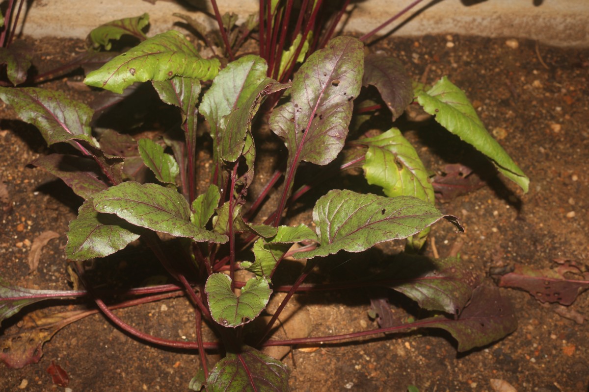 Beta vulgaris L.